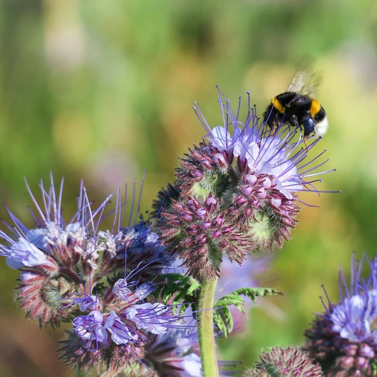 Seed Packet- The Empress Bee Tarot Garden + Gift