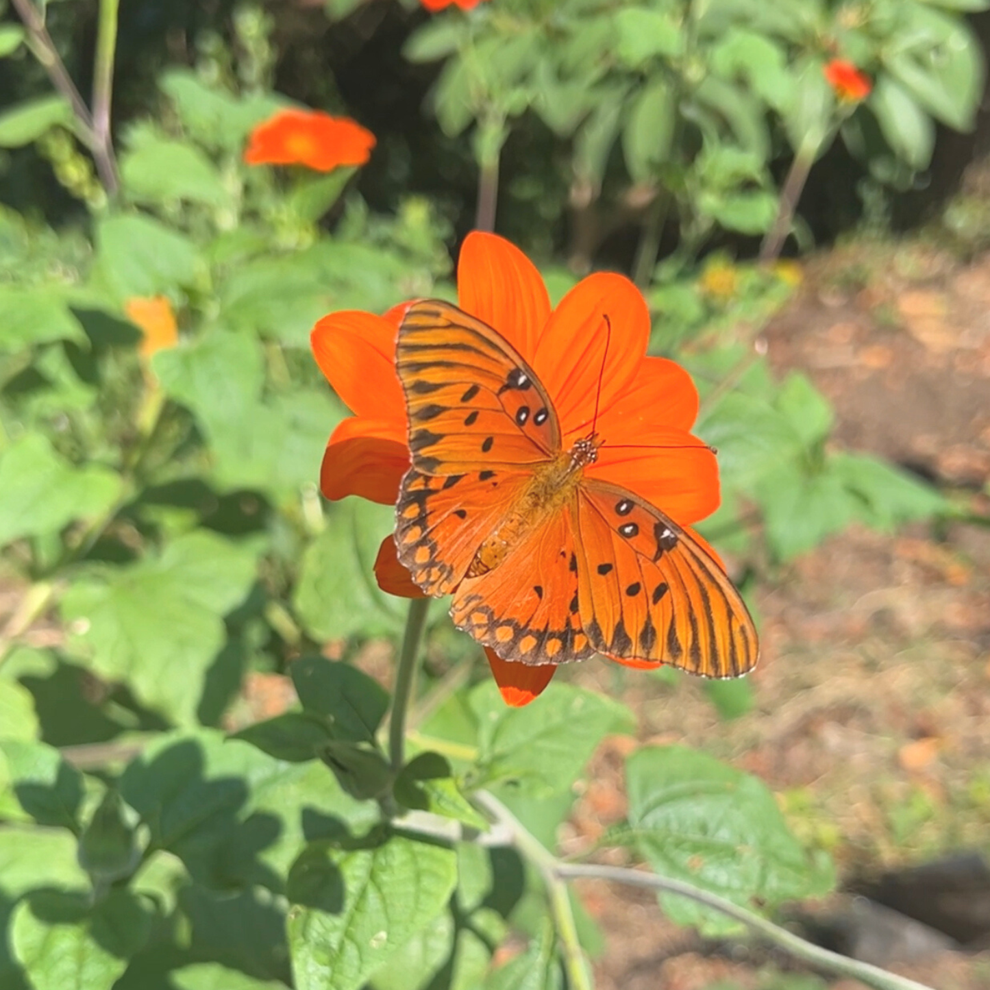 Seed Packet- Mexican Sunflower Tarot Garden + Gift