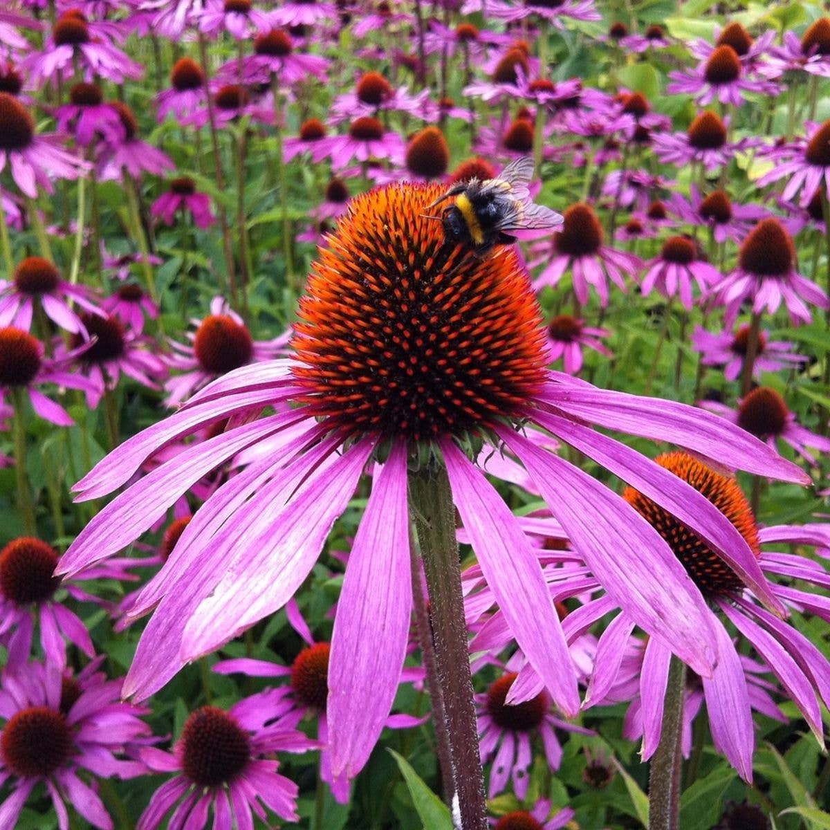 Seed Packet- Strength in Echinacea Flower Tarot Garden + Gift