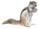 Nuts About You Jiggie Puzzle
