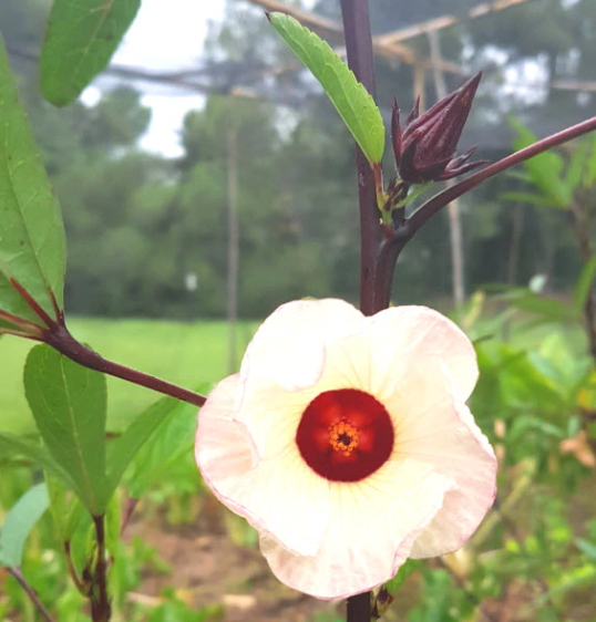 Seed Packet- Thai Red Roselle Hibiscus Tarot Garden + Gift