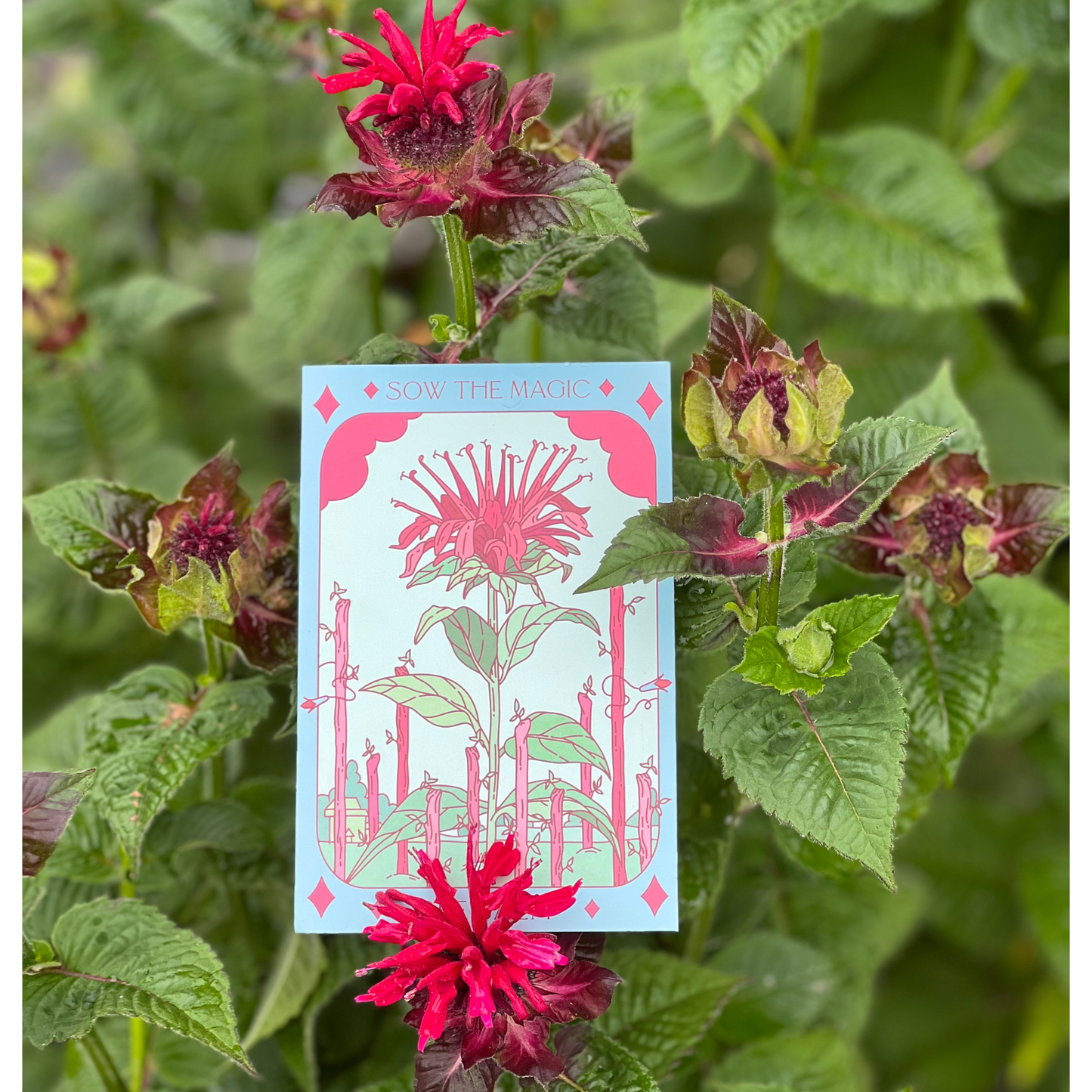 Seed Packet- Bee Balm Tarot Garden + Gift