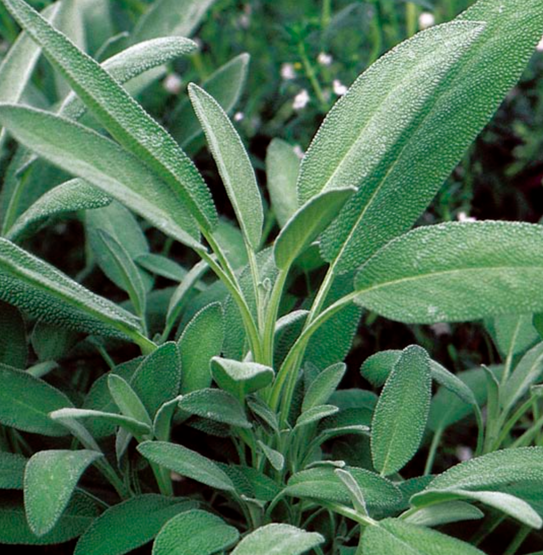 Seed Packet- Broadleaf Sage Tarot Garden + Gift