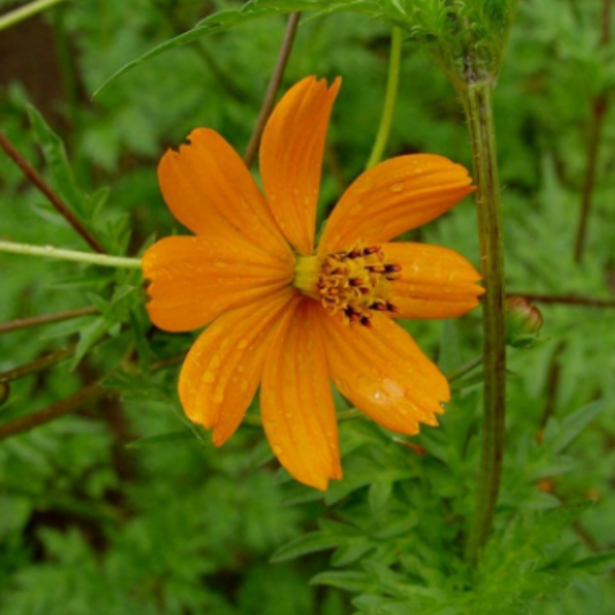 Seed Packet- Diablo Cosmos Tarot Garden + Gift