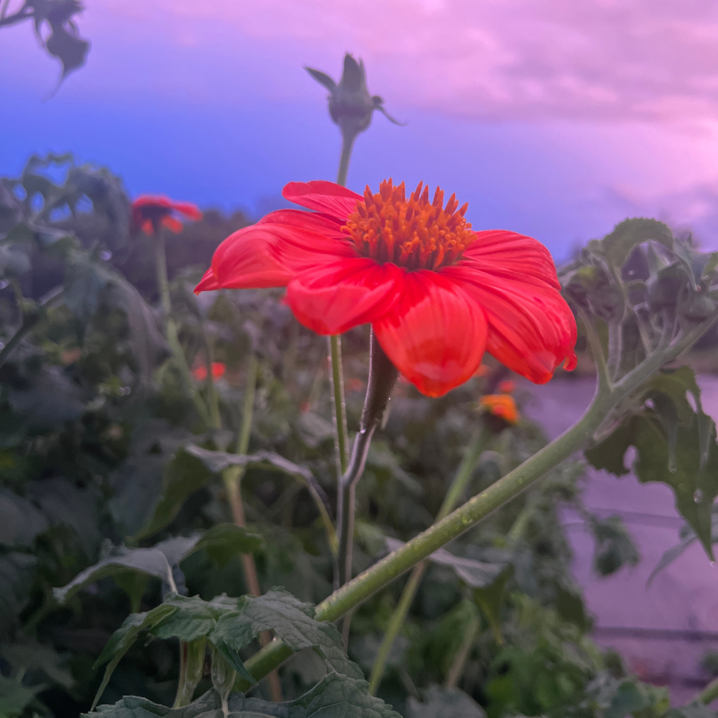 Seed Packet- Mexican Sunflower Tarot Garden + Gift
