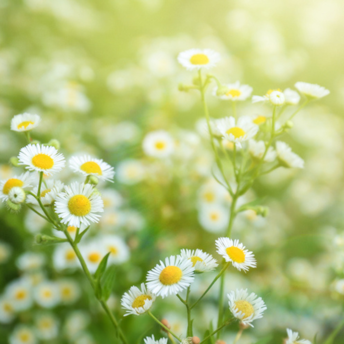 Seed Packet- German Chamomile Tarot Garden + Gift