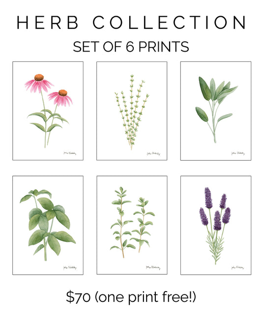 Herb Collection Print Set by Jaclyn Blackerby