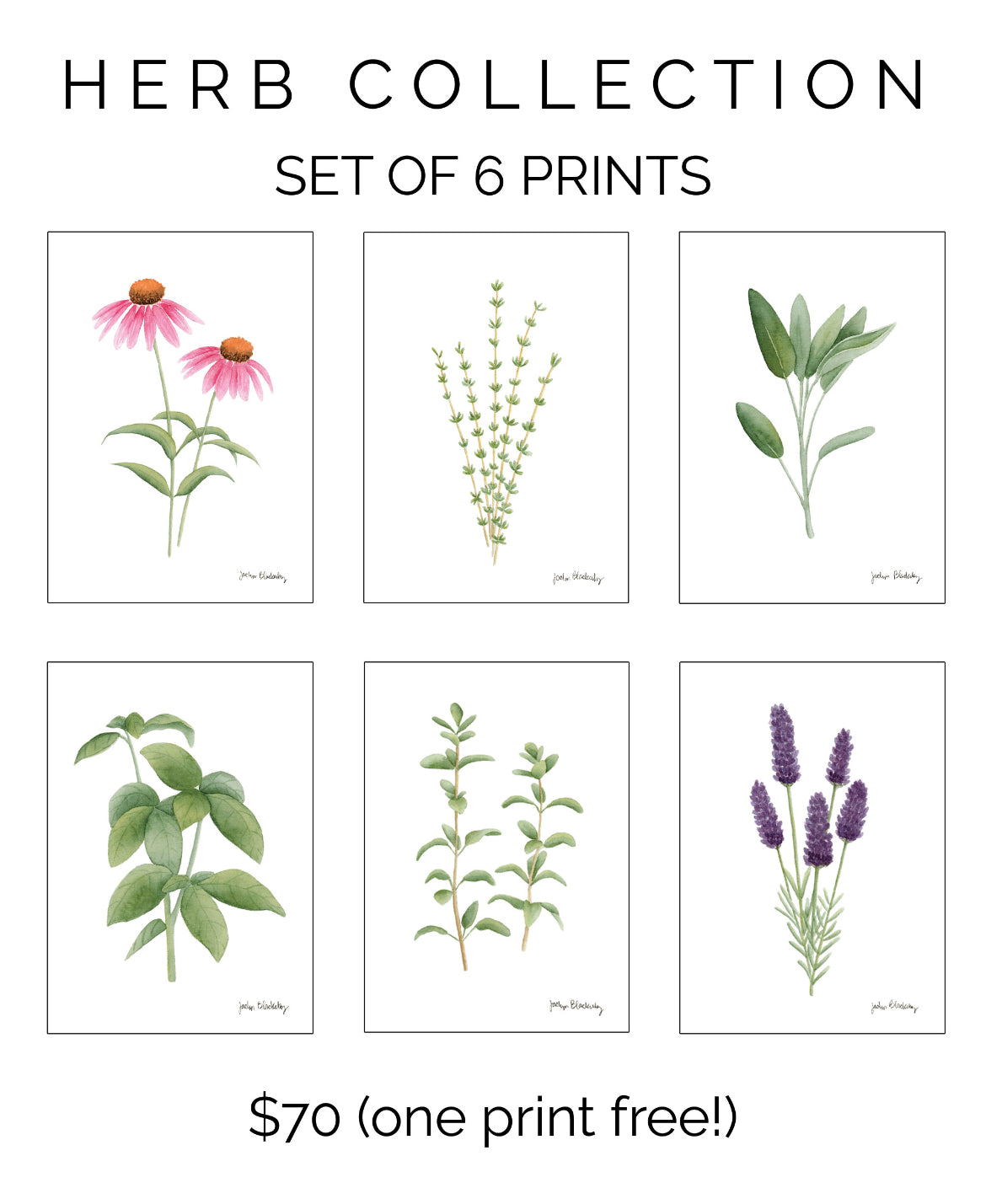 Herb Collection Print Set by Jaclyn Blackerby