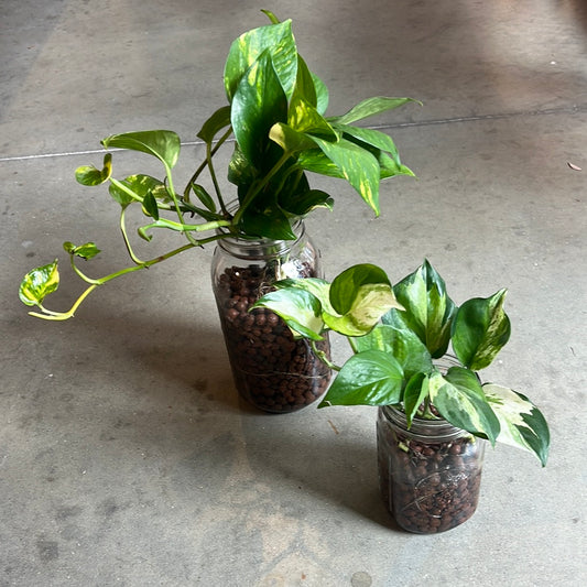 Variegated Pothos Plant- water jar